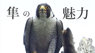 The  peregrine Falcon『ザ・ハヤブサ』