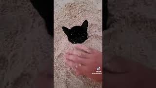 Just a cat buried in the sand