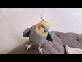 「ママの手じゃらし」をすると可愛らしい動物の鳴きマネをするオカメインコこはく