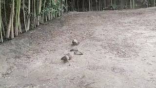 Love Bird Bulbul Giving Food To His Female Bulbul