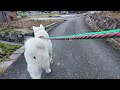 【今日のシロちゃん】我が家の秋田犬シロ 悠真 akita 🐕２０２５年１月５日夕方散歩