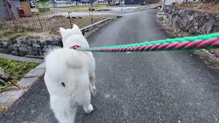 【今日のシロちゃん】我が家の秋田犬シロ(悠真)Akita 🐕２０２５年１月５日夕方散歩