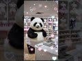 A fat panda wants to do ballet #panda #fubao #cute #pandalover