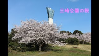 いわき市小名浜  三崎公園の桜