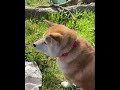 彦根城のお花見散歩する柴犬マコ