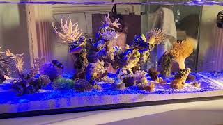 Uns 90 la  dual A.i.O tank. 21.4 gallon ( mixed reef)