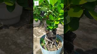 Green island ficus tanuki bonsai