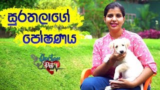 සුරතලාගේ පෝෂණය | Doctor Pet