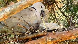 Kumurija(Streptopelia decaocto) ushqen tè vegjlit Belinc 14-07-2020  Kosovè.