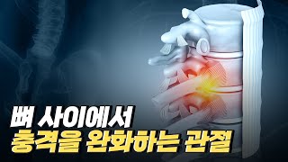 [핫클립] 관절로 이루어져 있는 몸 / YTN 사이언스