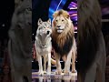 the boy and the girl have transformed into a wolf and a lion talent dance amazing magic