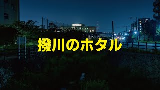 撥川のホタル2020年5月17日