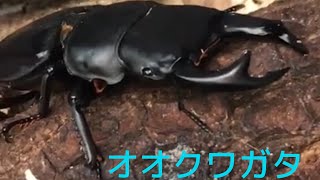 【観察】山で捕獲したオオクワガタをじっくり観察！大鍬形、おおくわがた、昆虫すごいぜ、昆虫やばいぜ、カマキリ先生、甲虫、こんちゅう、鍬形蟲、锹甲、香川照之、昆虫やばいぜ、生きものすごいぜ