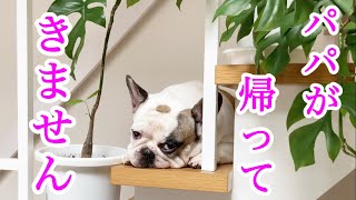 久しぶりに飼い主と再会した犬が冷たすぎる【感動の再会はない】