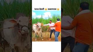 👑किंग लक्ष्मण राव 👑#bakasur#shortvideos#shortsfeed#mathur#bailgadasharyat#horse#viral#viralvideos