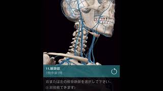 「解剖学試験」頭部の静脈路　Anatomy Exam\