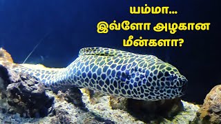 Malampuzha Aquarium | Freshwater Aquarium Malampuzha Dam |