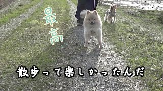 ぴょんぴょん飛び跳ねながらの散歩　ポメチワミックス子犬ポン太