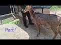 pettingzoo hideplaces semenyih part1