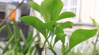 The newly hatched lime butterfly cartpillar eats it's own eggshell 無尾鳳蝶幼虫出生後吃蛋殼