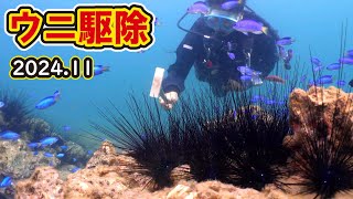 【ウニ駆除】ウニ好きの魚とひたすらウニ駆除【2024年11月】