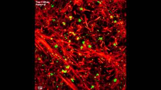 Microscope Advance Reveals Subcellular Action