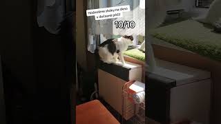 JAK skáčou kočky na okno? 🐈🪟