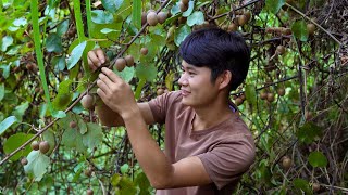 Dried Kiwi｜These Are the Gifts of Nature. These Kiwis Are Very Sour, but Our Efforts Make Them Tasty