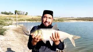 Bu katta baliq podsakka sig’madi😱yemni zo’rini topdik🐬