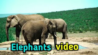 Elephant Videos | A herd of elephants with cute babies | Wildlife | Baby elephant video Elephants
