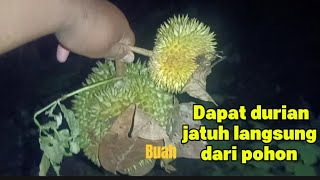 DURIAN HUNTING! Mencari durian di malam hari langsung ke lokasi durian runtuh