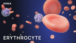 Erythrocytes, Red Blood Cells & Hemoglobin – Oxygen Transport, Gas Exchange, and Blood Anatomy in 3D