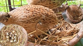 কোয়েল পাখি দিয়ে কোয়েল পাখির ডিম ফুটানোর উপায়।#কোয়েল_পাখি_পালন #কোয়েল #shampa2001 Quaildaird.