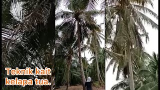 Teknik kait Kelapa tua/ technical skill old coconut hook.