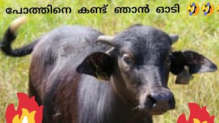 പോത്തിനെ കണ്ട് കരഞ്ഞോടി 🤣🤣🤣🤣  | Rifu vlog