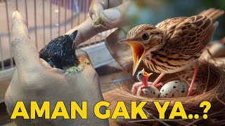 TIPS JIKA TELAT PANEN ANAKAN MURAI!! #muraibatu #ternakmurai