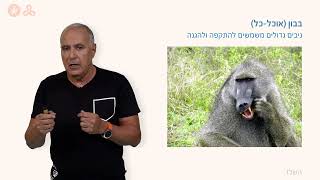 החולייתנים:השלד - שיניים: הקשר בין צורה לתפקוד