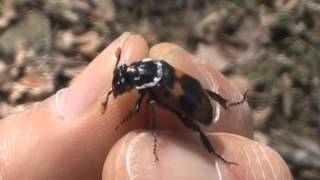 ヨツボシモンシデムシ/Nicrophorus quadripunctatus 01_100508