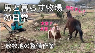 馬と暮らす牧場の日常　放牧地の整備作業　引退競走馬のアイ🏇　ポニーのサクラ🐴