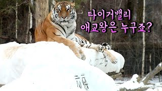 [에버랜드 호랑이]건곤이 아름이 우리가 함께 출근 했어요~! 아이들 보다 더 귀욤 건곤이 이구역 애교왕은 누군지 아시죠?