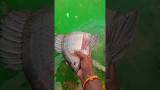 🐟🐟ஒரு பெரிய ஜிலேபி மீன் இரண்டு கிலோ 🐟🐟 இந்த இடம் கிருஷ்ணகிரி K.R.P(DAM)😎😎😎😎