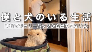 【すねる犬】お散歩に行きたいと駄々をこねてキャリーバッグから出てこないw いやいや、さっきお散歩に行ったばっかだけどw