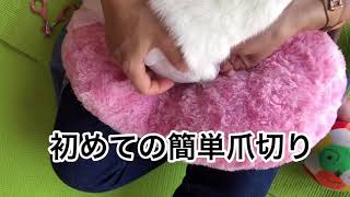 【うさぎ】ひとりで出来るうさぎの爪切り/簡単早い