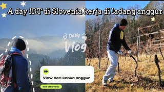 A day Kehidupan IRT di Slovenia 🇸🇮 || Kerja di ladang anggur bersama mertua dan suami