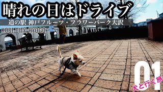 【犬と行く旅】神戸フルーツ・フラワーパーク大沢① -晴れの日はドライブ-