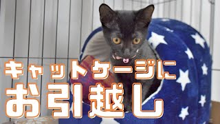 子猫キャットケージ購入　組み立て＆設置、引っ越し