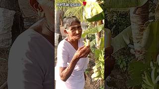 பச்சை வாழைப்பழம் நம்ப மரத்திலேயே பழுத்தப்பழம் | green banana sema 😋 | rettarosaa 🌹