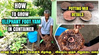 சேனைக்கிழங்கு சிறப்பாய் வளர்க்க சில டிப்ஸ் | How to grow Elephant Foot Yam in terrace garden