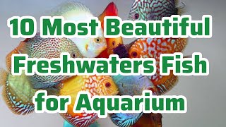 10 Most Beautiful Freshwaters Fish for Aquarium | Aquarium Fish | Freshwater Fish