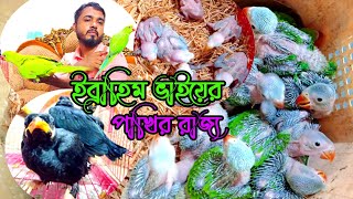 ইব্রাহিম ভাইয়ের চমৎকার কিছু পাখির বাচ্চা বিক্রয় হবে | টঙ্গী_পাখির_হাট#bd_pets_tips #pets #birds